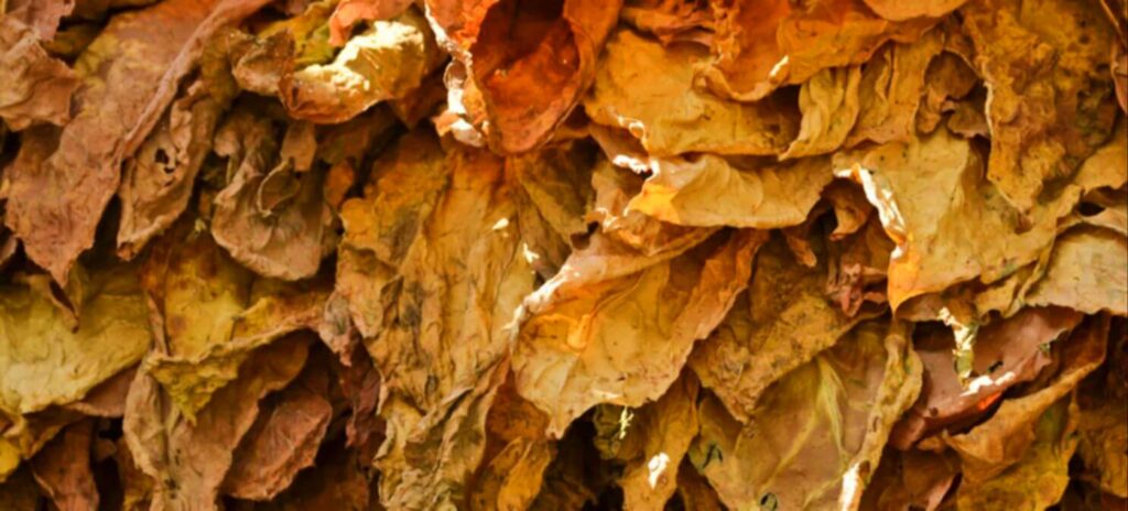 Крупный план листьев табака воздушной вязки