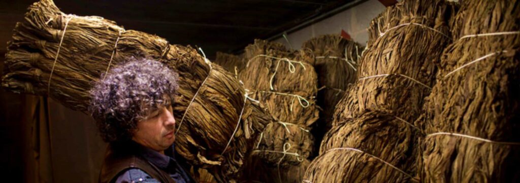 Крупный план листьев средиземноморского табака